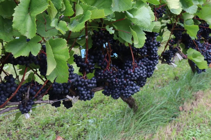 -30 fokot is kibír: ezért hódítja meg a világot ez a különleges szőlő, amit a magyarok alig ismernek