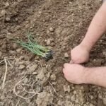 Ezt rontja el a legtöbb kertész: így ültesd a vöröshagymát tavasszal!