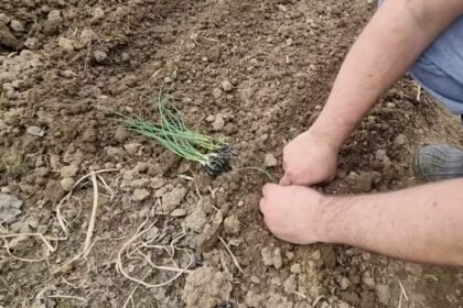 Ezt rontja el a legtöbb kertész: így ültesd a vöröshagymát tavasszal!