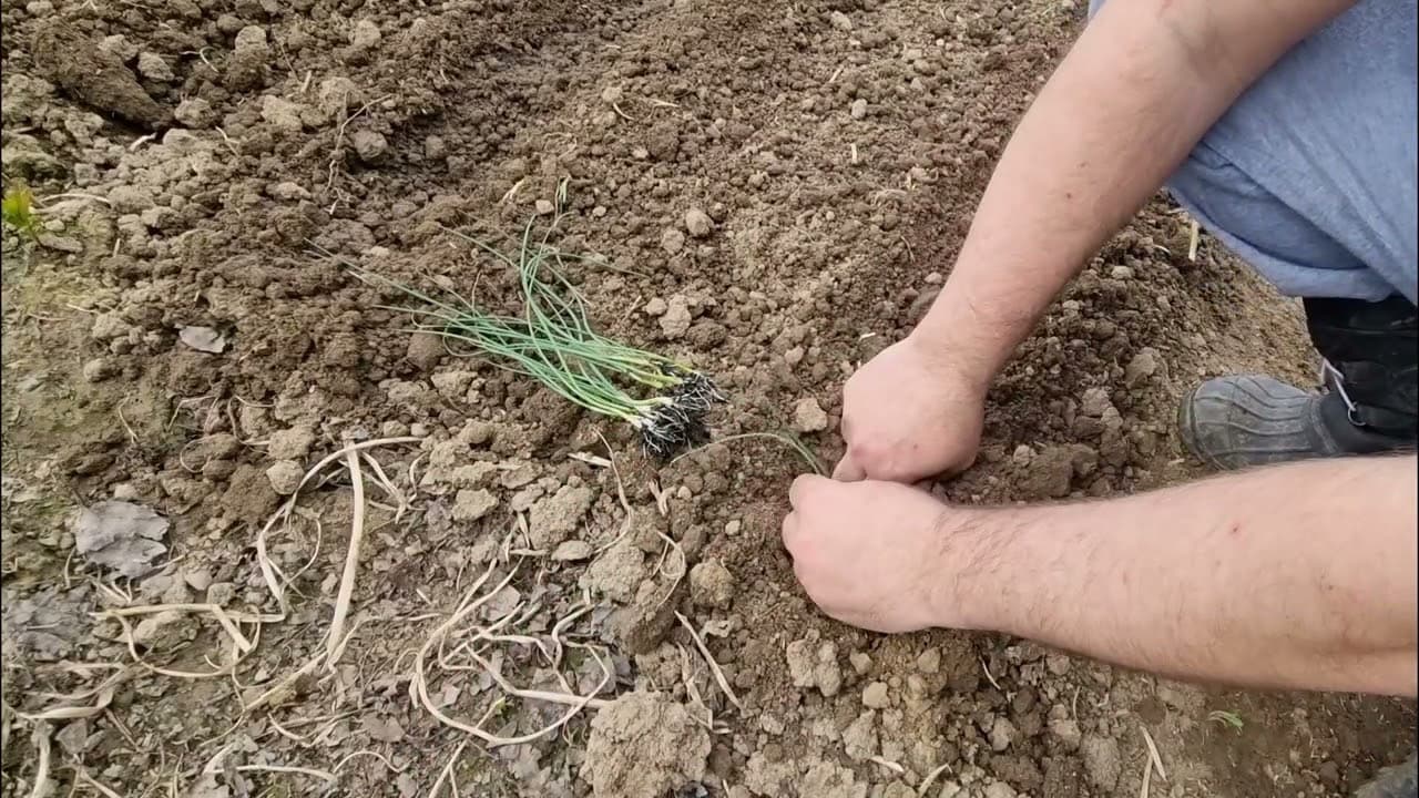 Ezt rontja el a legtöbb kertész: így ültesd a vöröshagymát tavasszal!