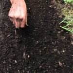 Hiába veted el: 4 hiba, ami garantáltan tönkreteszi a csírázást