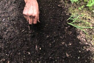 Hiába veted el: 4 hiba, ami garantáltan tönkreteszi a csírázást