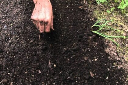 Hiába veted el: 4 hiba, ami garantáltan tönkreteszi a csírázást