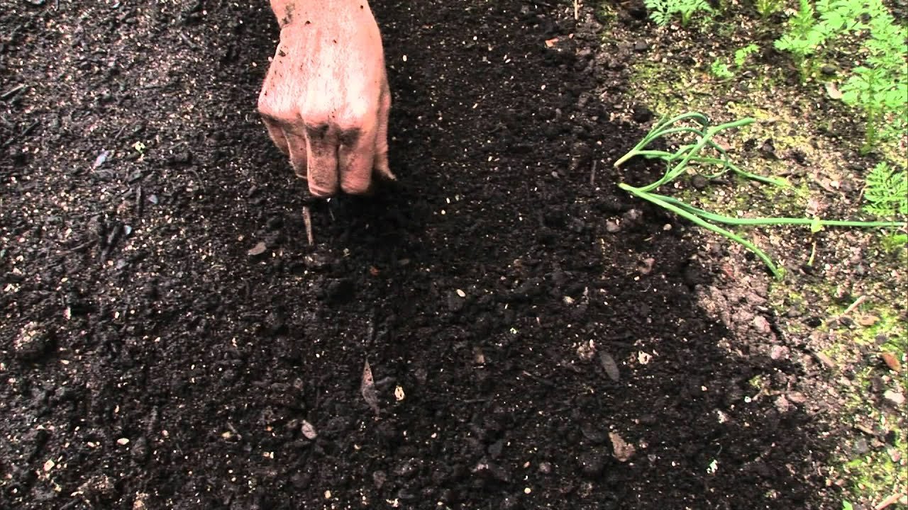 Hiába veted el: 4 hiba, ami garantáltan tönkreteszi a csírázást