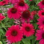 echinacea