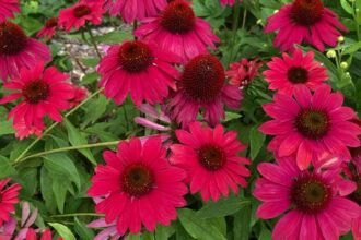 echinacea