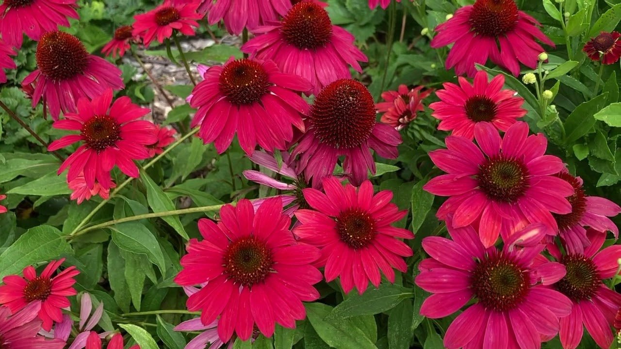 echinacea
