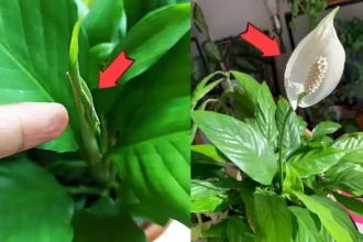 Sokan nevelnek vitorlavirágot, de csak kevesen csinálják jól: ezért pusztul el a növényed