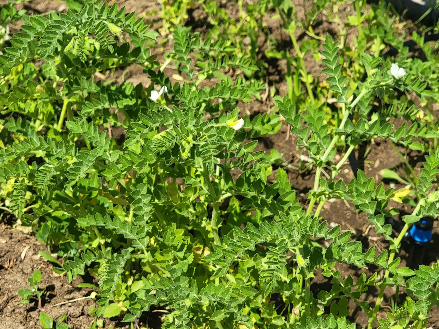 chickpea