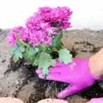 7 növény, amit áprilisban ültess el, és egész nyáron virágot hoz