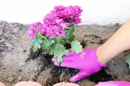 7 növény, amit áprilisban ültess el, és egész nyáron virágot hoz