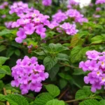 A 40 fokot is bírja, állandóan virágzik, kevés vízzel beéri, nagyon igénytelen, a magyarok mégsem ezt ültetik