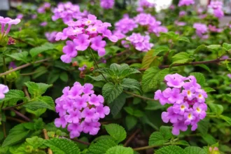 A 40 fokot is bírja, állandóan virágzik, kevés vízzel beéri, nagyon igénytelen, a magyarok mégsem ezt ültetik