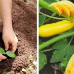 A cukkini ontani fogja a termést! Ezt a trükköt kevés magyar ismeri
