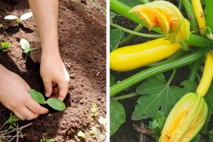 A cukkini ontani fogja a termést! Ezt a trükköt kevés magyar ismeri