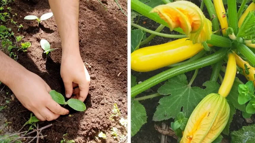 A cukkini ontani fogja a termést! Ezt a trükköt kevés magyar ismeri