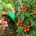 A legtöbb magyar ezt a 3 dolgot rontják el – ezért nem lesz ízes és zamatos a paradicsom