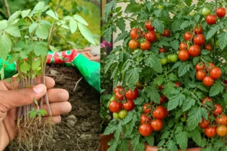 A legtöbb magyar ezt a 3 dolgot rontják el – ezért nem lesz ízes és zamatos a paradicsom