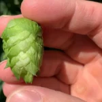 A magyarok gazként tekintenek rá, és a szemétbe dobják, de a világ egyik legdrágább zöldsége