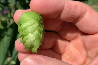 A magyarok gazként tekintenek rá, és a szemétbe dobják, de a világ egyik legdrágább zöldsége