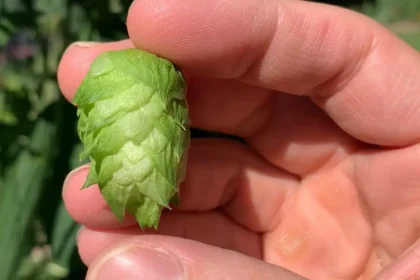 A magyarok gazként tekintenek rá, és a szemétbe dobják, de a világ egyik legdrágább zöldsége