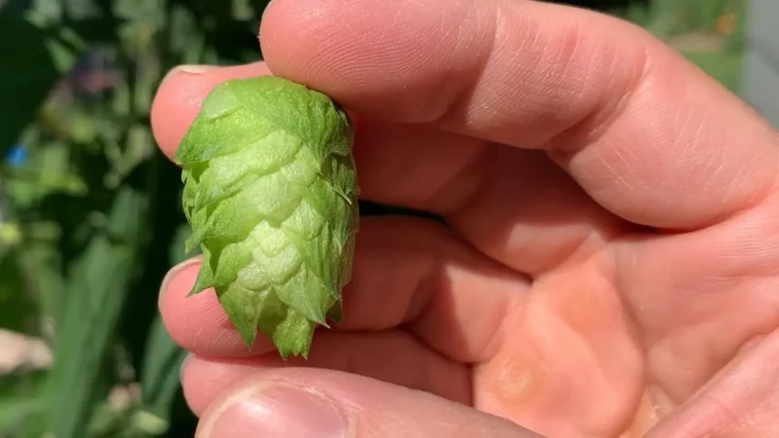 A magyarok gazként tekintenek rá, és a szemétbe dobják, de a világ egyik legdrágább zöldsége