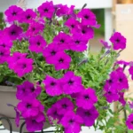 A magyarok még mindig a muskátlit ültetik, pedig van ennél sokkal szebb és színesebb növény