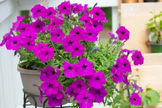 A magyarok még mindig a muskátlit ültetik, pedig van ennél sokkal szebb és színesebb növény