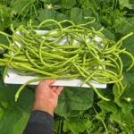 A magyarok nagy része túl korán veti el a zöldbabot – így csináld jól, ha bőséges termést akarsz