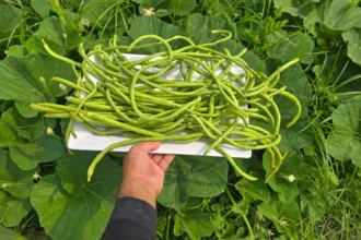 A magyarok nagy része túl korán veti el a zöldbabot – így csináld jól, ha bőséges termést akarsz