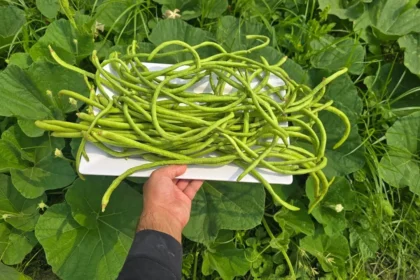 A magyarok nagy része túl korán veti el a zöldbabot – így csináld jól, ha bőséges termést akarsz