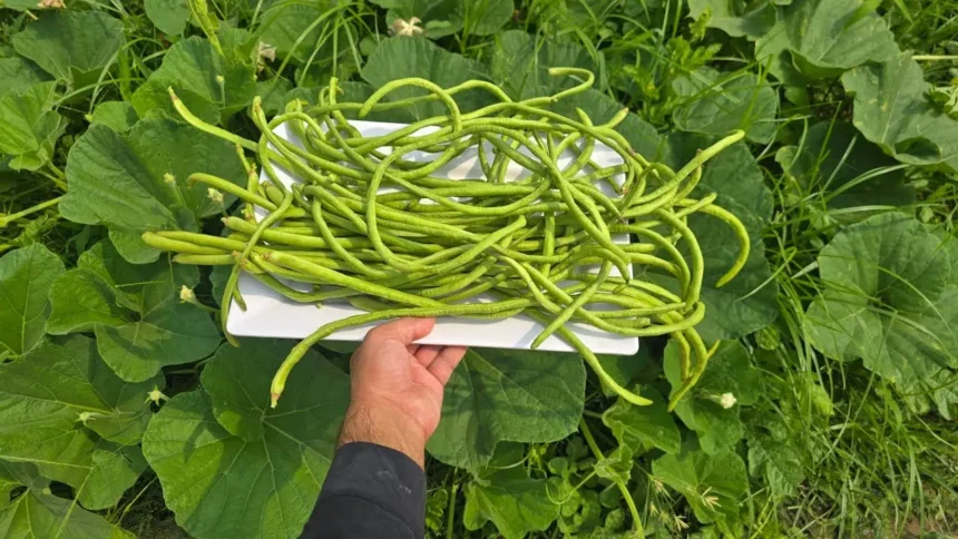 A magyarok nagy része túl korán veti el a zöldbabot – így csináld jól, ha bőséges termést akarsz