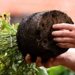 A virágok átültetésének legfontosabb alapszabályai, amiket sok magyar elhibáz