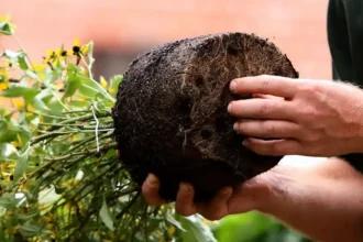 A virágok átültetésének legfontosabb alapszabályai, amiket sok magyar elhibáz