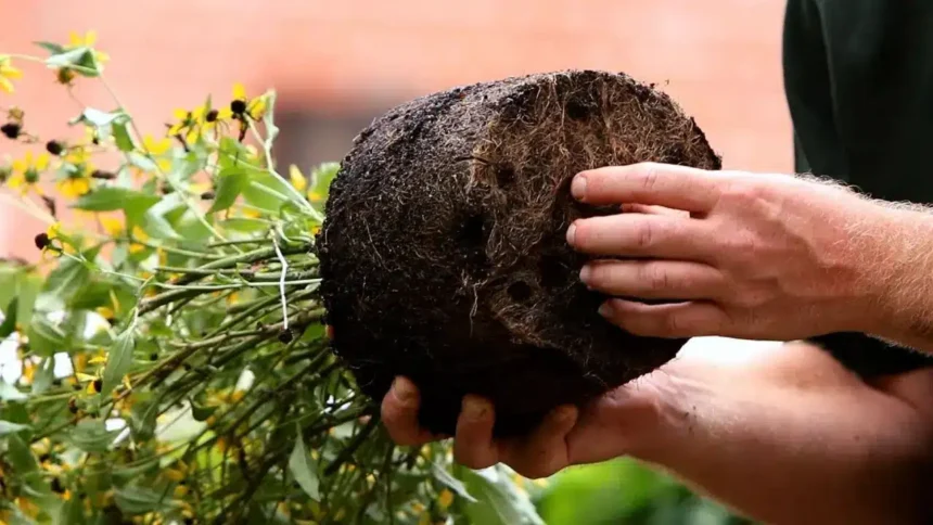 A virágok átültetésének legfontosabb alapszabályai, amiket sok magyar elhibáz