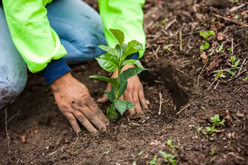 Budapesten és Debrecenben még a petúniát ültetik, pedig a magyar falvakban már felfedeztek egy sokkal jobb megoldást