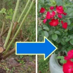Egyetlen trükk tavasszal, és elképesztően beindul a rózsabokrod – a magyarok mégsem használják