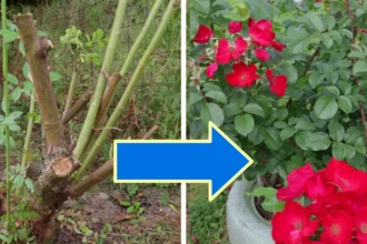 Egyetlen trükk tavasszal, és elképesztően beindul a rózsabokrod – a magyarok mégsem használják