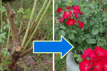 Egyetlen trükk tavasszal, és elképesztően beindul a rózsabokrod – a magyarok mégsem használják