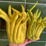 Egyre több magyar termeszti ezt a nagyon fura gyümölcsöt