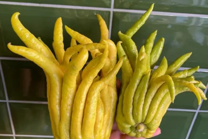 Egyre több magyar termeszti ezt a nagyon fura gyümölcsöt