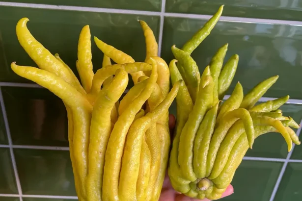 Egyre több magyar termeszti ezt a nagyon fura gyümölcsöt