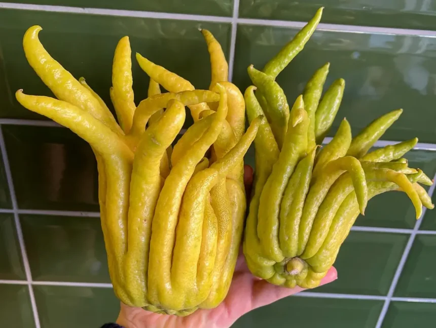 Egyre több magyar termeszti ezt a nagyon fura gyümölcsöt