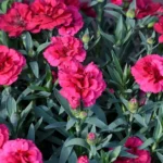 Ettől a trükktől a olyan színpompás lesz a szegfűd, hogy a szomszédok sárgulnak majd az irigységtől