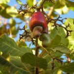 Ez a tavalyi év legmérgezőbb növénye, és még a te kertedben is simán lehet!