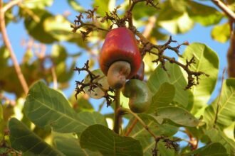 Ez a tavalyi év legmérgezőbb növénye, és még a te kertedben is simán lehet!