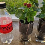 Ezért önt sok spanyol kólát a kertbe, a magyarok pedig egyáltalán nem is használják!