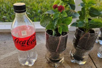 Ezért önt sok spanyol kólát a kertbe, a magyarok pedig egyáltalán nem is használják!