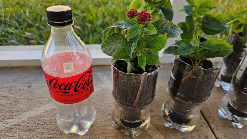 Ezért önt sok spanyol kólát a kertbe, a magyarok pedig egyáltalán nem is használják!