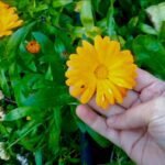 Ezt a virágot mindenki alábecsüli – pedig 6 hét alatt gyönyörű lesz a kerted!